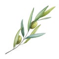 Olive branch with green leaves and fruit watercolor illustration. Green raw organic olive natural image. Tree elegant