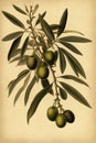 Olive branch with green olives as illustration against yellow vintage paper background. Generative AI Royalty Free Stock Photo