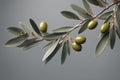 Olive branch with green olives on a grey background