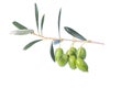 Olive branch with green olives isolated on white background. Royalty Free Stock Photo