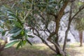 Olive branch with green olives and tree on summer day, selective focus.