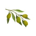 Olive branch with green olives vector Illustratio