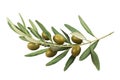 Olive branch with green olives on a white background Royalty Free Stock Photo