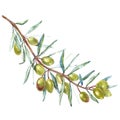 Olive branch with green olives on a white background isolated. Watercolor illustrations. Botanical elements for your Royalty Free Stock Photo