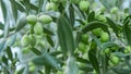 Olive branch with green young olives on blurred background. Green olives on olive tree. Branch with olive fruits. Copy space for t Royalty Free Stock Photo