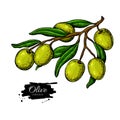 Olive branch. Hand drawn vector illustration. Isolated drawing on white background. Colorful plant with green fruits