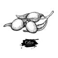 Olive branch. Hand drawn vector illustration. Isolated drawing on white background. Engraved plant Royalty Free Stock Photo