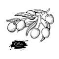 Olive branch. Hand drawn vector illustration. Isolated drawing on white background. Engraved plant Royalty Free Stock Photo