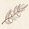 Olive branch. Hand drawn vector scetch. Food illustration