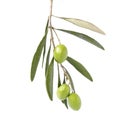 Olive on branch Royalty Free Stock Photo