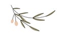 Olive branch with leaf. Greek, Italian fruit plant with leaves. Tree twig with fresh mediterranean vegetables. Botanical