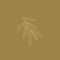 Olive Branch with leaves and Fruit. Outline Botanical leaves In a Modern Minimalist Style. Vector Illustration