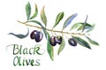 Olive branch with leaves and inscription Black Olives isolated on white background