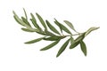 Olive branch and leaves isolated