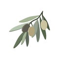 Olive branch with leaves isolated on white background. Vector Royalty Free Stock Photo