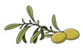 Olive branch with leaves and olives. Oil label or logo for a farmer shop or market. Organic olive vector illustration Royalty Free Stock Photo