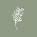 Olive Branch with leaves. Outline Botanical leaves In a Modern Minimalist Style. Vector Illustration