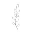 Olive Branch line Illustration. Vector olive branch as symbol of peace. Olive branche design element