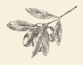 Olive branch (olive tree branches) vintage illustration, engraved retro style, hand drawn Royalty Free Stock Photo