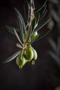 Olive branch and olives with dripping oil. low key close up view Royalty Free Stock Photo
