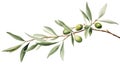 Olive branch with olives. Hand drawn watercolor illustration isolated on white background Generative AI