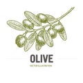 Olive branch with olives sketch. Olive branch logo. Olives hand drawn isolated, vintage olive tree with leaves over Royalty Free Stock Photo