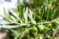 A branch of olives. Spanish green olives on a tree.