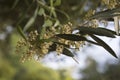 Olive branch with open flowers