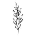 Olive branch outline hand drawn element. Herbs doodle botanical icon for logo. Vector illustration isolated on white