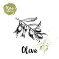 Olive branch poster. Hand drawn sketch style vector illustration for restaurant menu design, markets Royalty Free Stock Photo