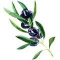 Olive branch with ripe black olives isolated, watercolor illustration