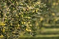 Olive branch with ripening green olives