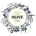 Olive branches, hand drawn retro style vector illustrations. Royalty Free Stock Photo