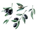 Olive branch. Set of hand drawn watercolor illustrations of green olives isolated on white background. Royalty Free Stock Photo