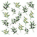 Olive branch set vector illustration. Italian sicilian or greek oil green branches symbols isolated on white background