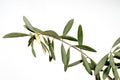 Olive branch symbol peace