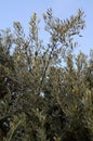 Olive branch symbol peace