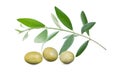 Olive branch with three delicious green olives, isolated on white