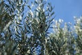 Olive branch and tree against blue sky Royalty Free Stock Photo