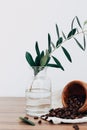 Olive branch on vase with coffee beens