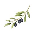 Olive branch watercolor drawing. Hand drawn illustration with olive leaves isolated on white. Food of mediterranean Royalty Free Stock Photo