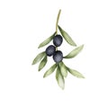 Olive branch watercolor drawing. Hand drawn illustration with olive leaves isolated on white. Food of mediterranean Royalty Free Stock Photo