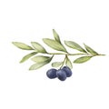 Olive branch watercolor drawing. Hand drawn illustration with olive leaves isolated on white. Food of mediterranean Royalty Free Stock Photo