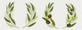 Olive branch wreath with green leaves Royalty Free Stock Photo