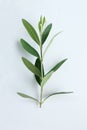 Olive branch, young leaves, white background