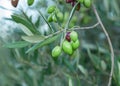 Olive branch with young olives on blurred background. Green olives on olive tree. Branch with olive fruits. Copy space for text. N Royalty Free Stock Photo