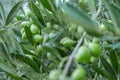 Olive branch with young olives on blurred background. Green olives on olive tree. Branch with olive fruits. Copy space for text. Royalty Free Stock Photo