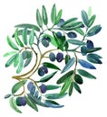 Olive branches