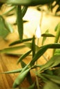 Olive branches Royalty Free Stock Photo