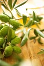 Olive branches Royalty Free Stock Photo